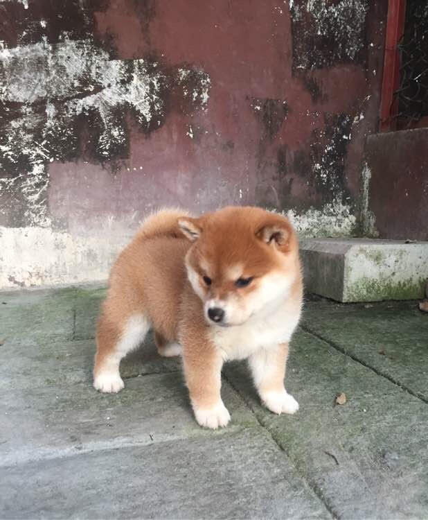 哈尔滨本地犬舍宠物店出售纯种柴犬日系豆柴