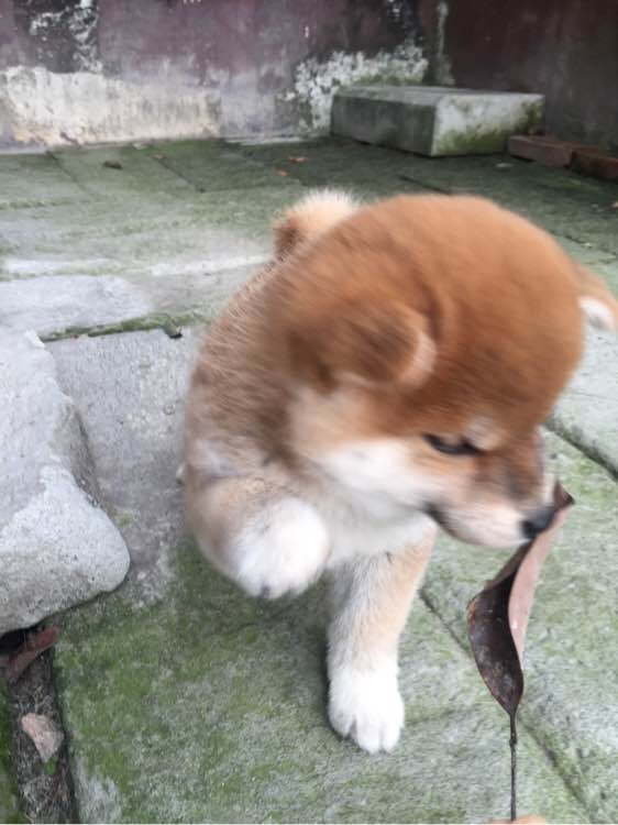 哈尔滨本地犬舍宠物店出售纯种柴犬日系豆柴
