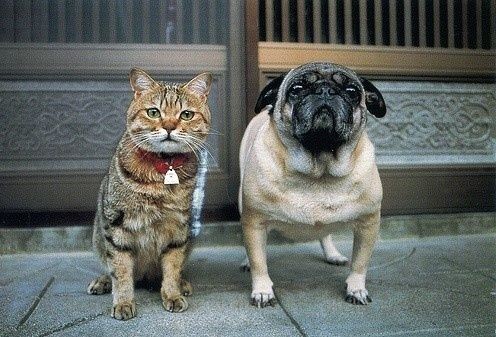 出售纯种鹰版巴哥犬 公母均有 大头褶子多头版漂亮