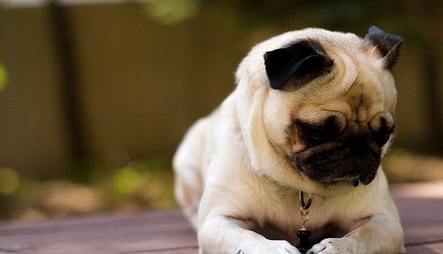 出售纯种鹰版巴哥犬 公母均有 大头褶子多头版漂亮