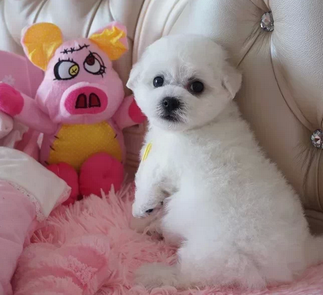 哈尔滨出售纯种比熊幼犬 比熊多少 比熊会掉毛吗