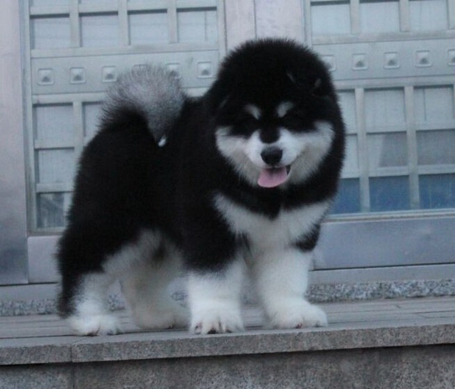 哈尔滨犬业联盟认证犬舍出售纯种阿拉斯加幼犬