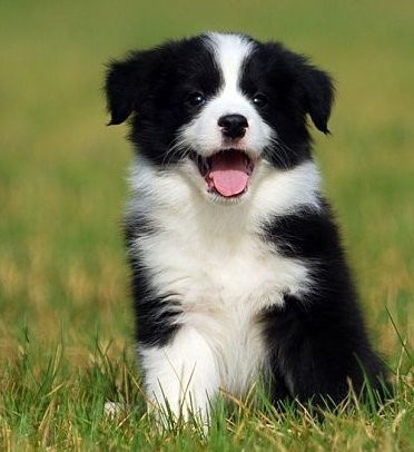 专业繁殖纯种边境牧羊犬绝顶聪明血统纯健康好训好养