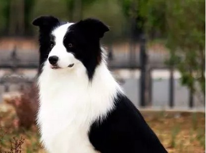 专业繁殖纯种边境牧羊犬绝顶聪明血统纯健康好训好养
