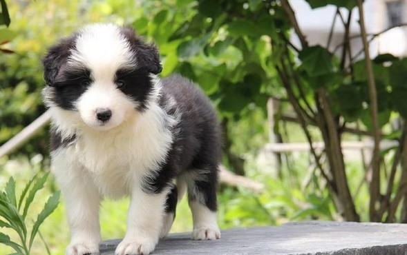 专业繁殖纯种边境牧羊犬绝顶聪明血统纯健康好训好养