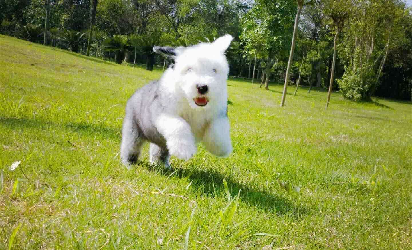 纯种古牧幼犬出售