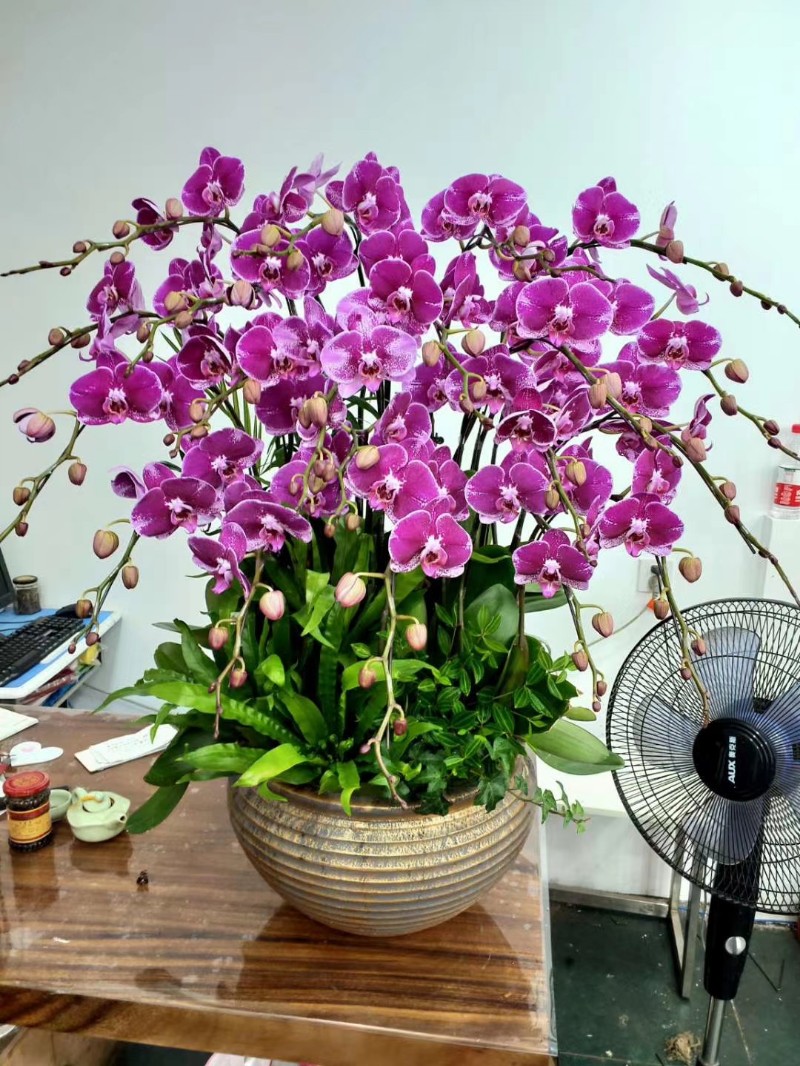 海南海口园林绿化绿植租鲜花赁租摆租用批发零售