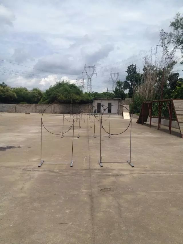 海南海口优质犬只训练基地