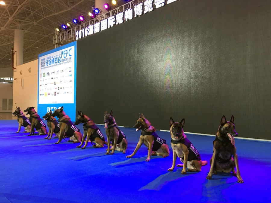 海南狗狗纠正行为训犬基地