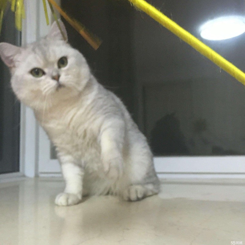 金渐层包子脸死肥宅英国短毛猫
