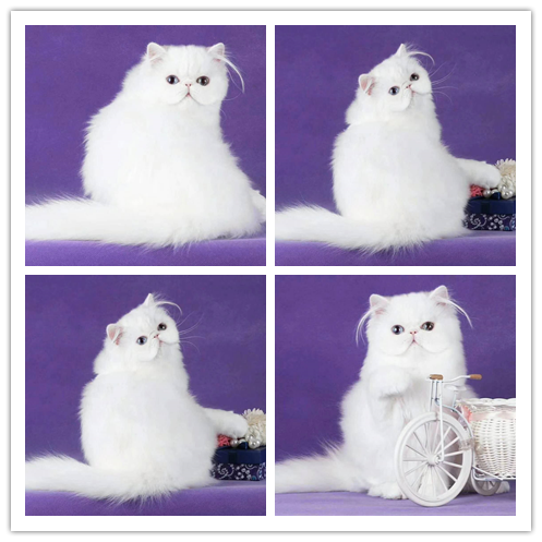 哪里有出售精品宠物波斯猫猫包纯种健康送货上门