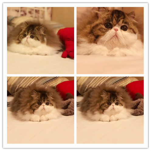 哪里有出售精品宠物波斯猫猫包纯种健康送货上门