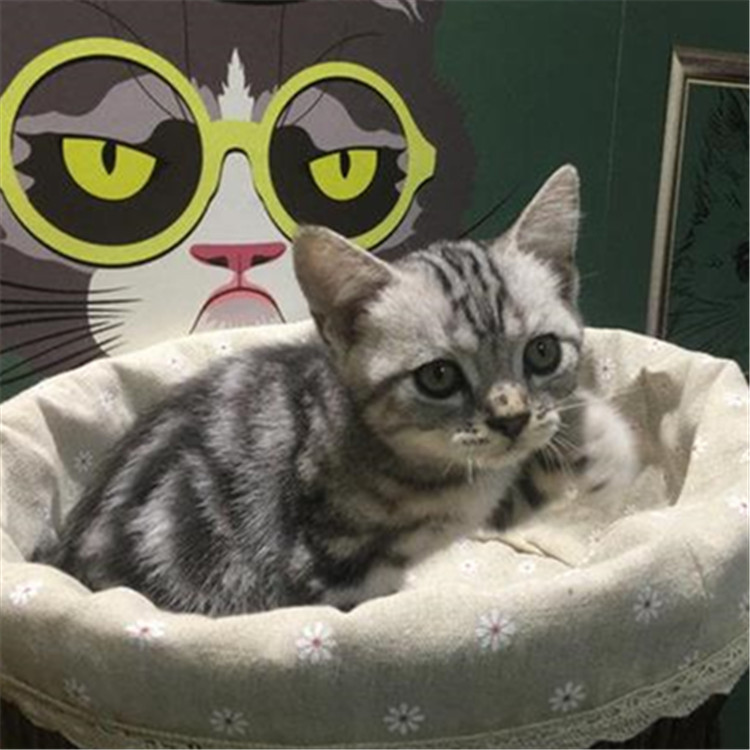 海南海口纯血美国短毛猫怎么卖