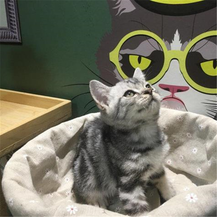 海南海口纯血美国短毛猫怎么卖