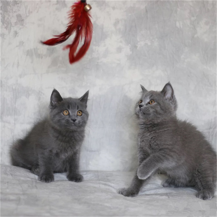 海南海口纯种英短蓝猫一般多少钱一只