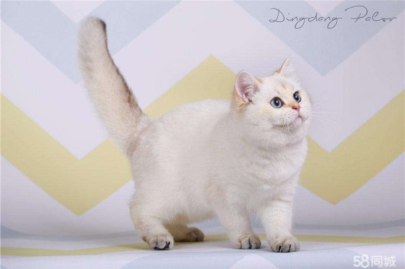 德文可爱系德文卷毛猫好可爱会撒娇爱粘人