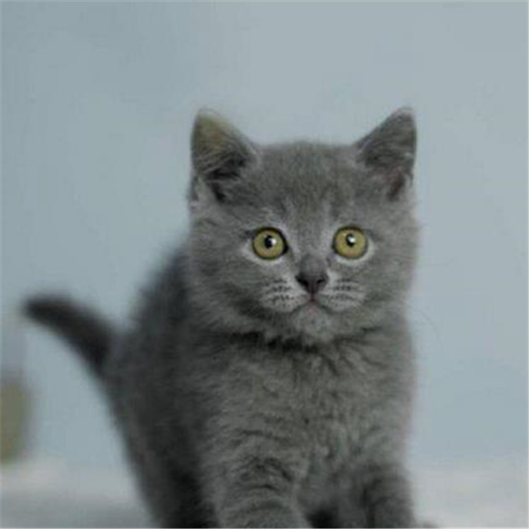 海南海口纯血蓝猫幼崽到哪买