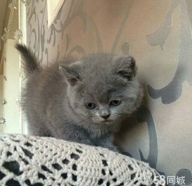 海南海口纯血蓝猫幼崽到哪买