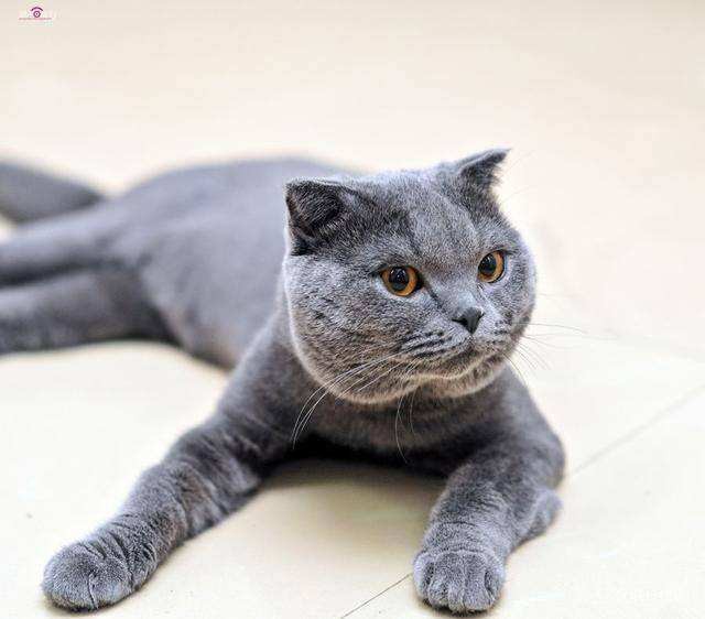 纯种蓝猫 蓝猫幼猫 包子脸蓝猫