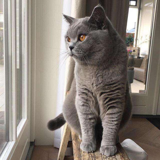 纯种蓝猫 蓝猫幼猫 包子脸蓝猫