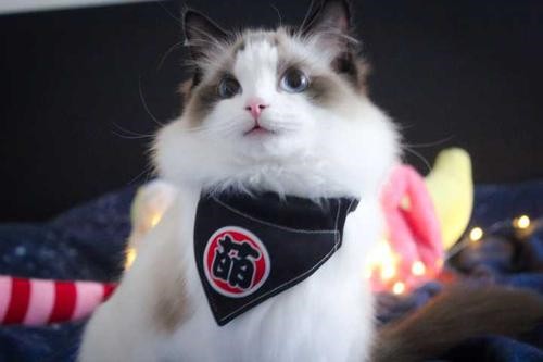 出售自家繁育各种名猫 价格低