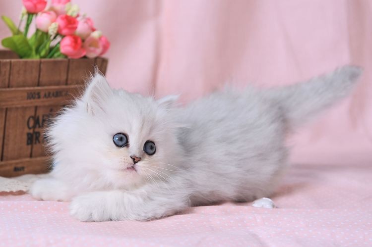 精品英短猫出售 自家繁育 纯种保健康 低价热销