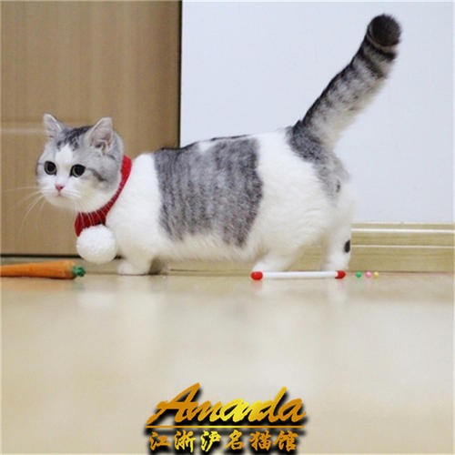 精品布偶猫出售 自家繁育纯种 品相好 高贵优雅