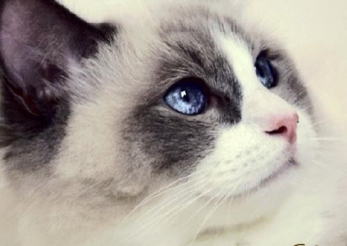 德文可爱系 德文卷毛猫好可爱