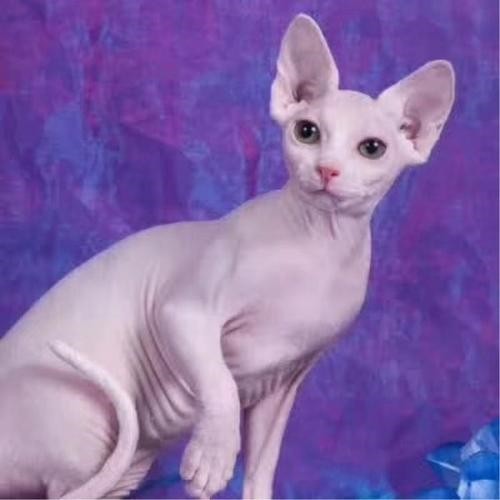 德文可爱系 德文卷毛猫好可爱