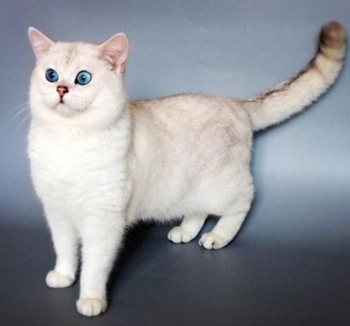 德文可爱系 德文卷毛猫好可爱