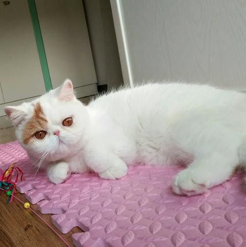 加菲猫猫舍 健康纯种加菲猫出售