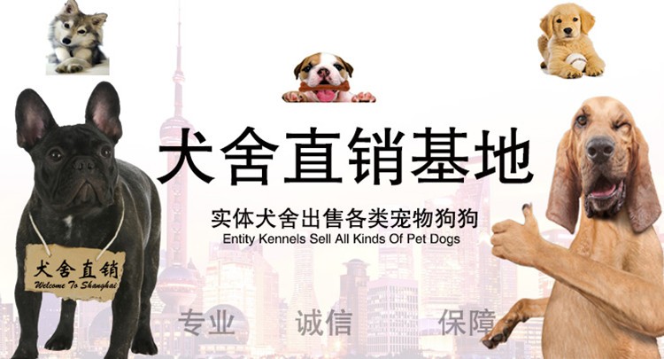 海口宠物养殖基地直销世界各类名犬 宠物狗 现场挑选 送货到家