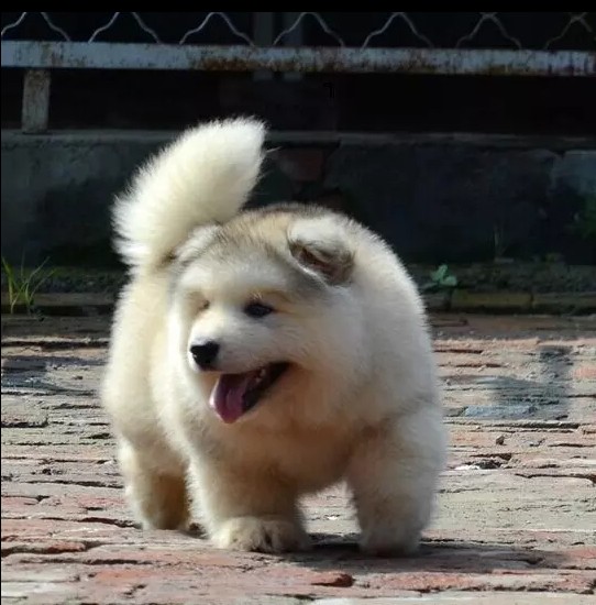 海南海口熊版阿拉斯加幼犬一只到手价格