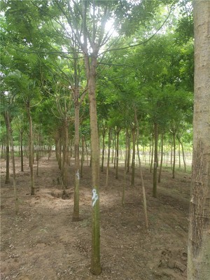 山西10公分法桐树基地专业种植苗木