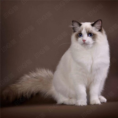 精品英短猫出售 自家繁育 纯种健康