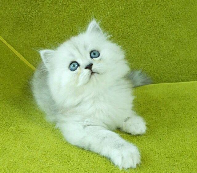 猫舍繁殖出售金吉拉可送货签协议公母都有多窝