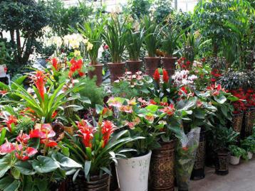 来电有礼 居家,办公室写字楼鲜花绿植租摆，园林养