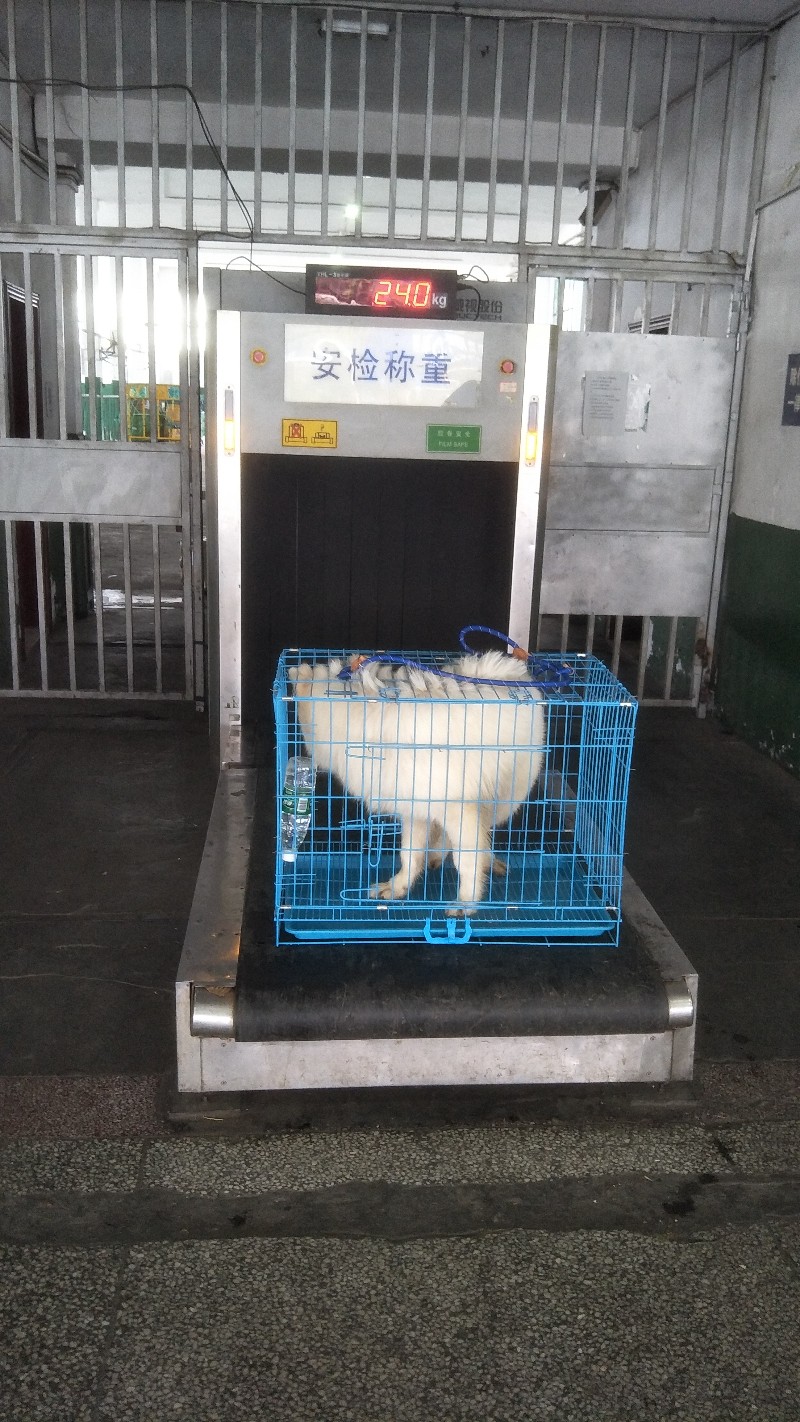 宠物托运 找吉祥市内免费上门接