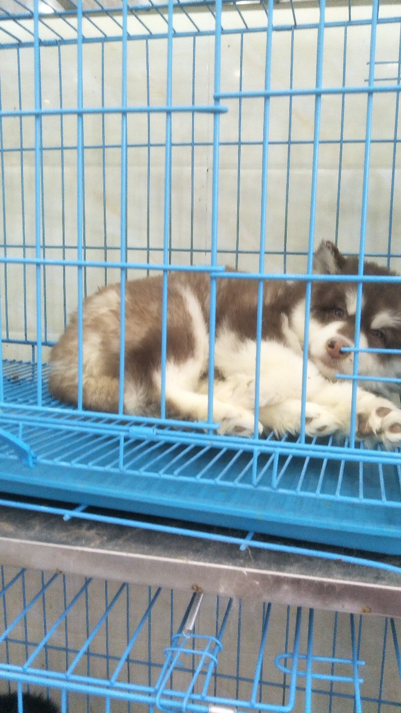 宠物托运 找吉祥市内免费上门接