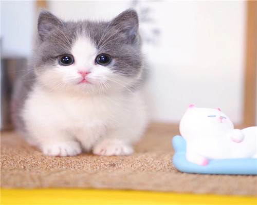 长沙本地猫舍 英短蓝猫蓝白渐层布偶橘猫加菲猫 上门买包3个月