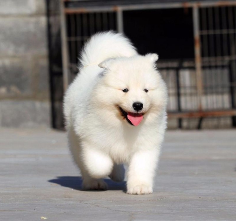 长沙开福犬舍，正规专业，品种齐全，纯种健康当