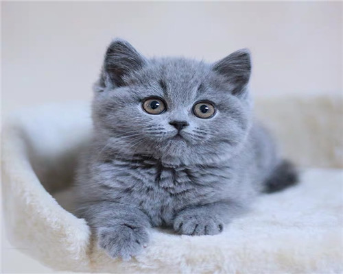长沙本地猫舍 英短蓝猫蓝白渐层布偶橘猫加菲猫 上门买包3个月