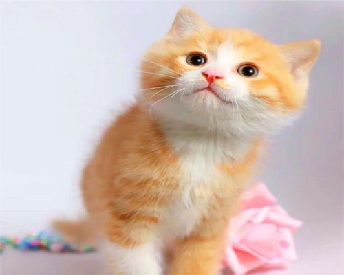 长沙本地猫舍 英短蓝猫蓝白渐层布偶橘猫加菲猫 上门买包3个月