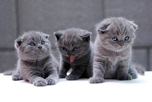 纯种蓝猫 蓝猫幼猫 包子脸蓝猫