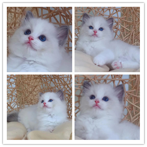 里有出售精品宠物布偶猫猫包纯种健康送货上门