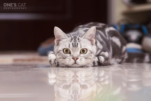 纯种蓝猫 蓝猫幼猫 包子脸蓝猫