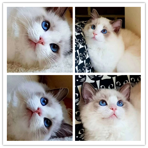 里有出售精品宠物布偶猫猫包纯种健康送货上门