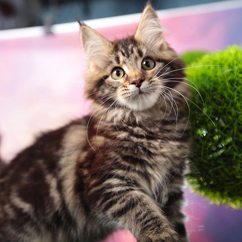 湖南长沙双血银虎斑缅因猫舍特惠
