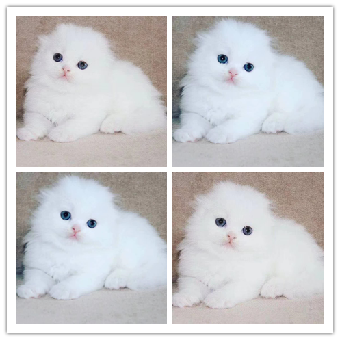 里有出售精品宠物折耳猫包纯种健康送货上门