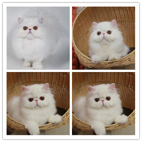 里有出售精品宠物波斯猫猫包纯种健康送货上门